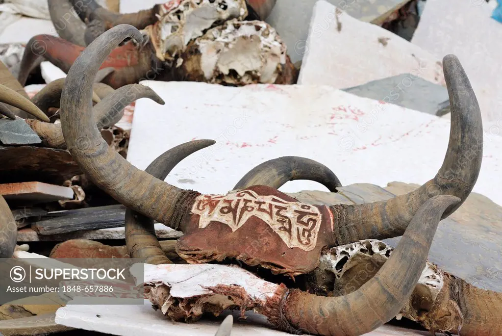 Yak skulls with horns and Tibetan characters, Tashilhunpo Monastery, Shigatse, Tibet, China, Asia