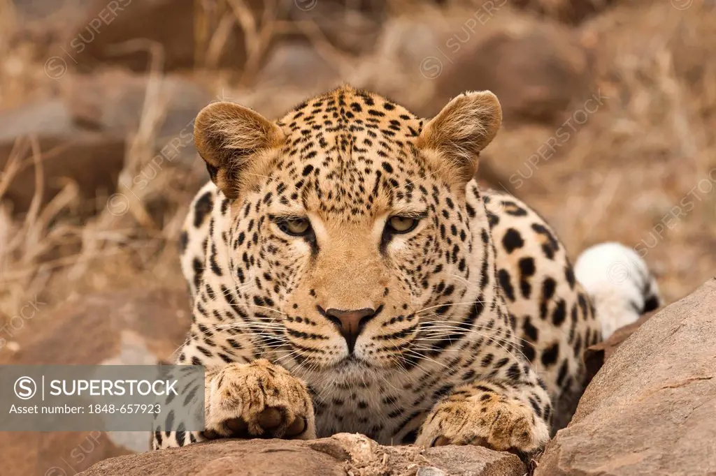 Leopard (Panthera pardus), resting, Tshukudu Game Lodge, Hoedspruit, Greater Kruger National Park, Limpopo Province, South Africa