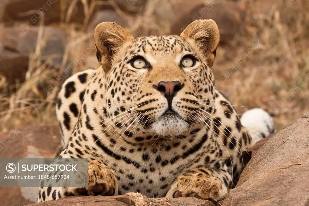 Leopard (Panthera pardus), looking up, Tshukudu Game Lodge, Hoedspruit, Greater Kruger National Park, Limpopo Province, South Africa