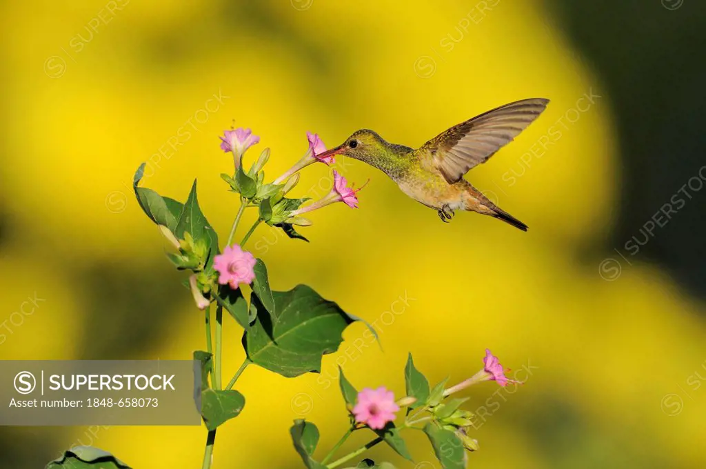 Buff-bellied Hummingbird (Amazilia yucatanensis), adult feeding on flower, Dinero, Lake Corpus Christi, South Texas, USA