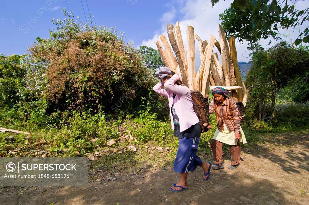 Women from the Adi Gallong ethnic group carrying timber on their backs, Along, Arunachal Pradesh, North East India, India, Asia