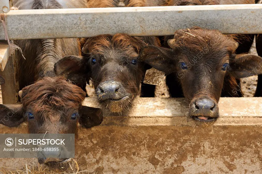 Buffaloes, cattle ranching for milk production for buffalo mozzarella, mozzarella di bufala, Campania region, Southern Italy, Italy, Europe