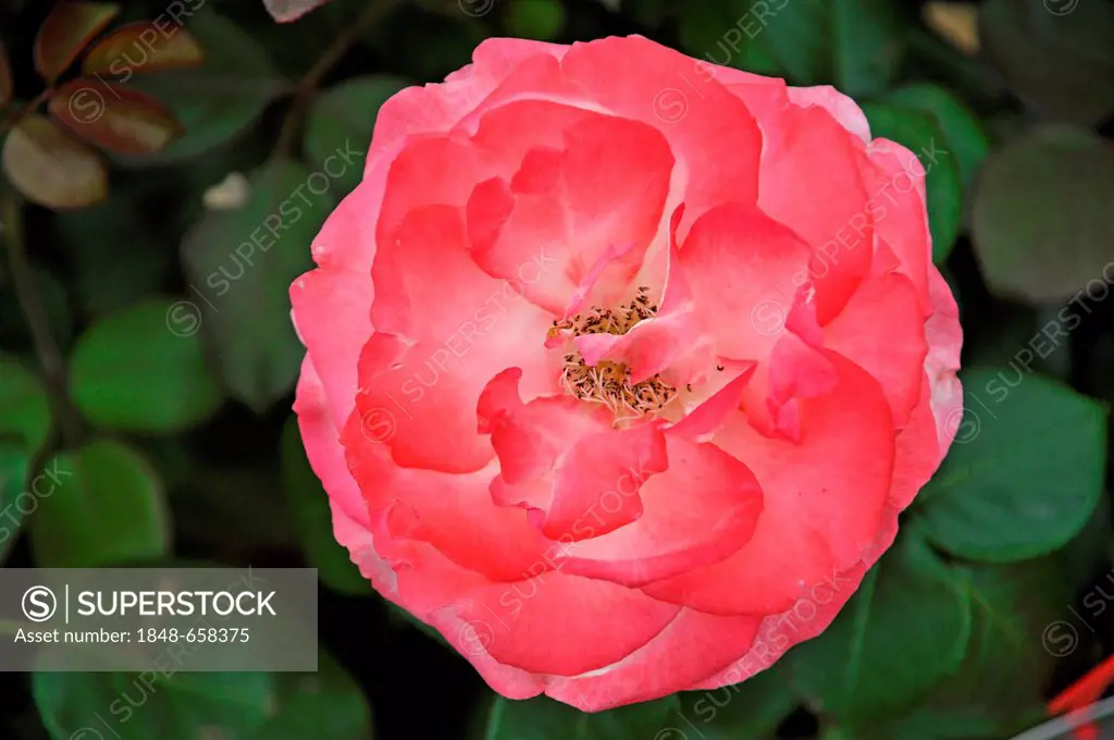 Flower of a shrub rose Nostalgia (Rosa), Ringsheim, Baden-Wuerttemberg, Germany, Europe
