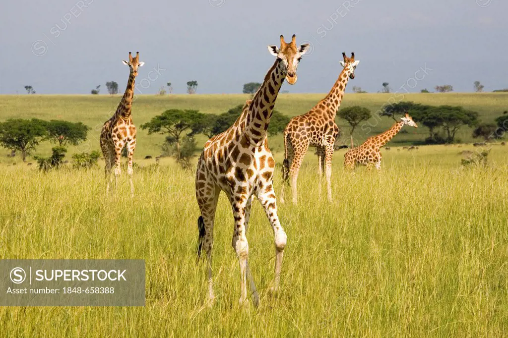Rothschild or Ugandan Giraffes (Giraffa camelopardalis), critically endangered subspecies, in the savannah of the Murchison Falls National Park, Paraa...