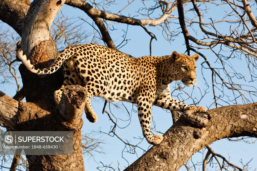 Leopard (Panthera pardus) in a tree, Tshukudu Game Lodge, Hoedspruit, Greater Kruger National Park, Limpopo Province, South Africa, Africa