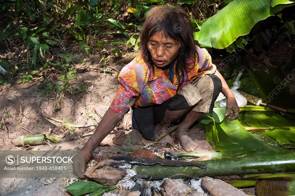 Woman from the Mlabri, Mrabri, Yumbri, Ma Ku or Spirits of the Yellow Leaves hill tribe, ethnic minority, nomads, cooking in a bamboo tube, Northern T...