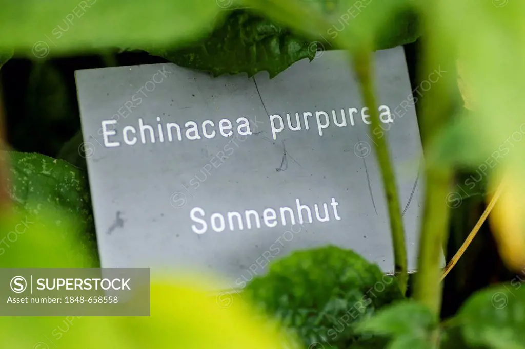 Sign, Sonenhut, German for Purple Coneflower (Echinacea purpurea)