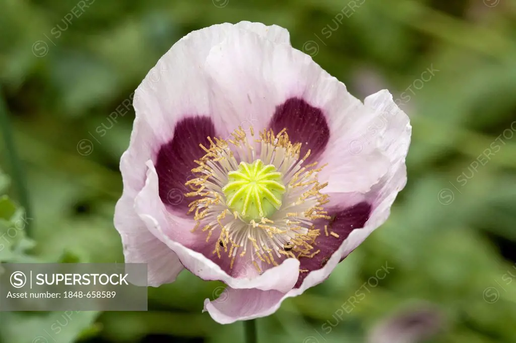 Opium poppy (Papaver somniferum), Botanical Garden, Bochum, North Rhine-Westphalia, Germany, Europe