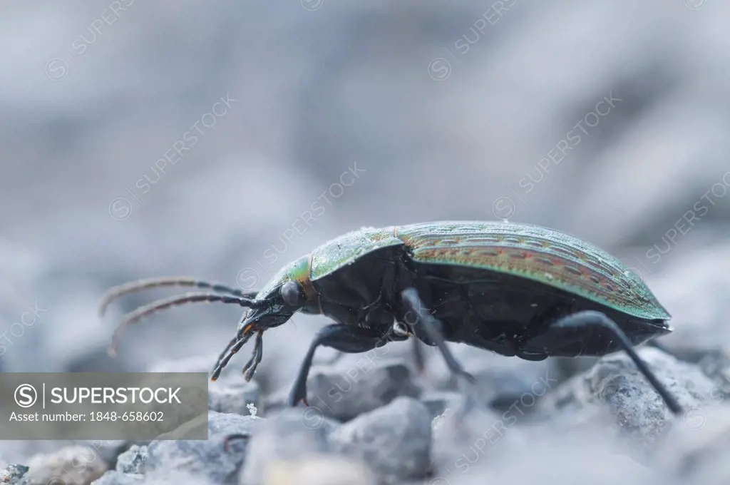 Ground beetle (Carabus ullrichi), Tinner Dose, Haren, Emsland region, Lower Saxony, Germany, Europe