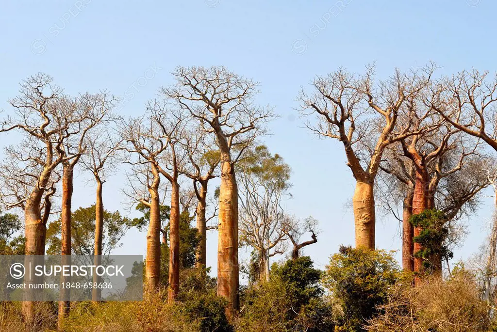 Baobabs (Adansonia digitata) in Madagascar, Africa