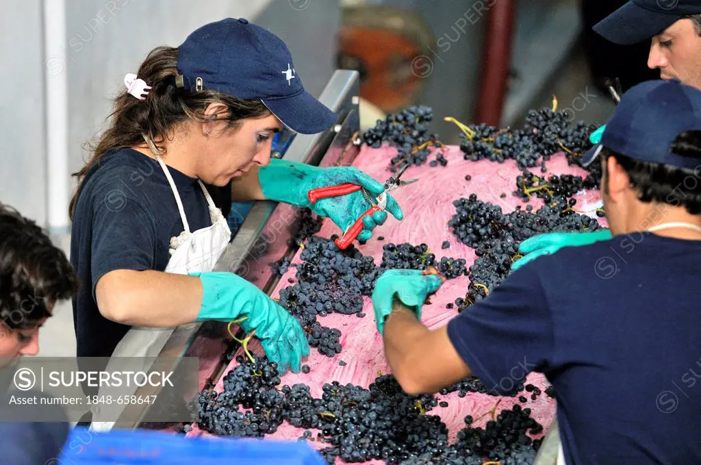 Vintage of Syrah grapes on the Carinae vineyard, before the fermentation process, the grapes are tested for quality and sorted, Maipu, Mendoza Provinc...