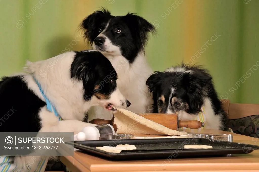 Three Border Collies making biscuits, one dog pulling the dough