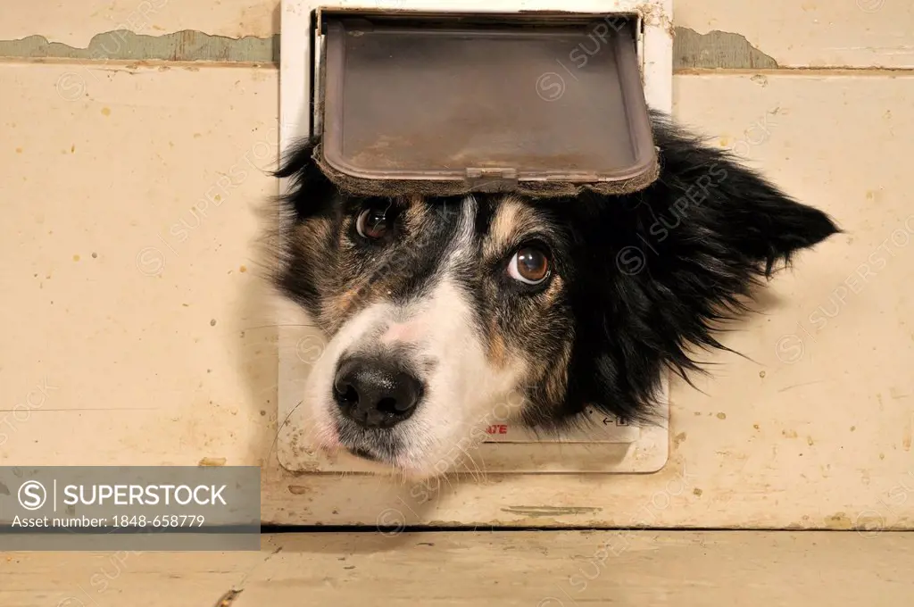 Border Collie looking through a cat flap; RESERVATION FOR EXKLUSIVE USAGE: POSTCARD, GLC, UNTIL June, 1st 2015