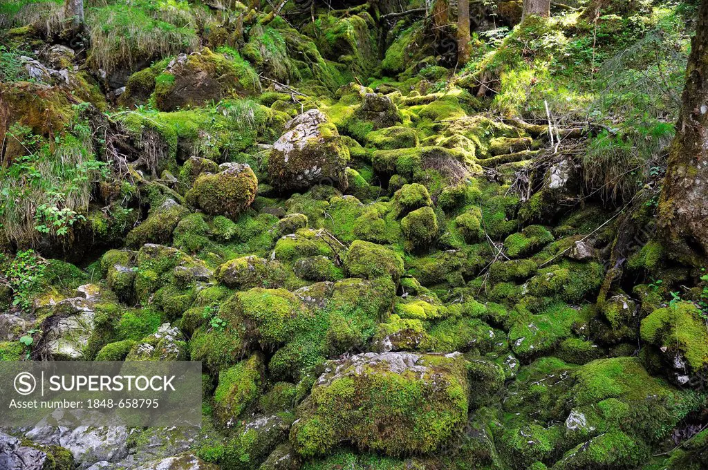 Moss-covered rocks on the Ramsau Muehlsteinweg trail, Ramsau, Upper Bavaria, Bavaria, Germany, Europe