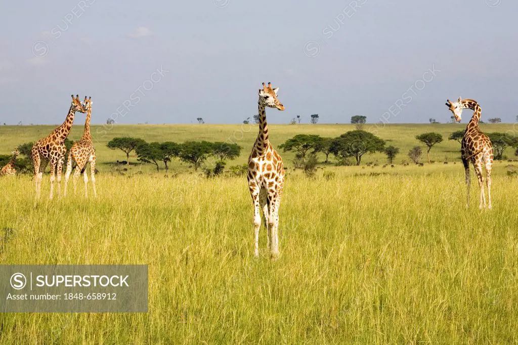 Rothschild or Ugandan Giraffes (Giraffa camelopardalis), critically endangered subspecies, in the savannah of the Murchison Falls National Park, Paraa...