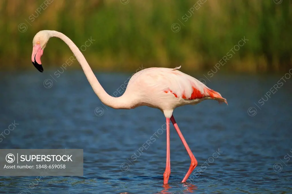 Greater Flamingos (Phoenicopterus ruber), Camargue, France, Europe