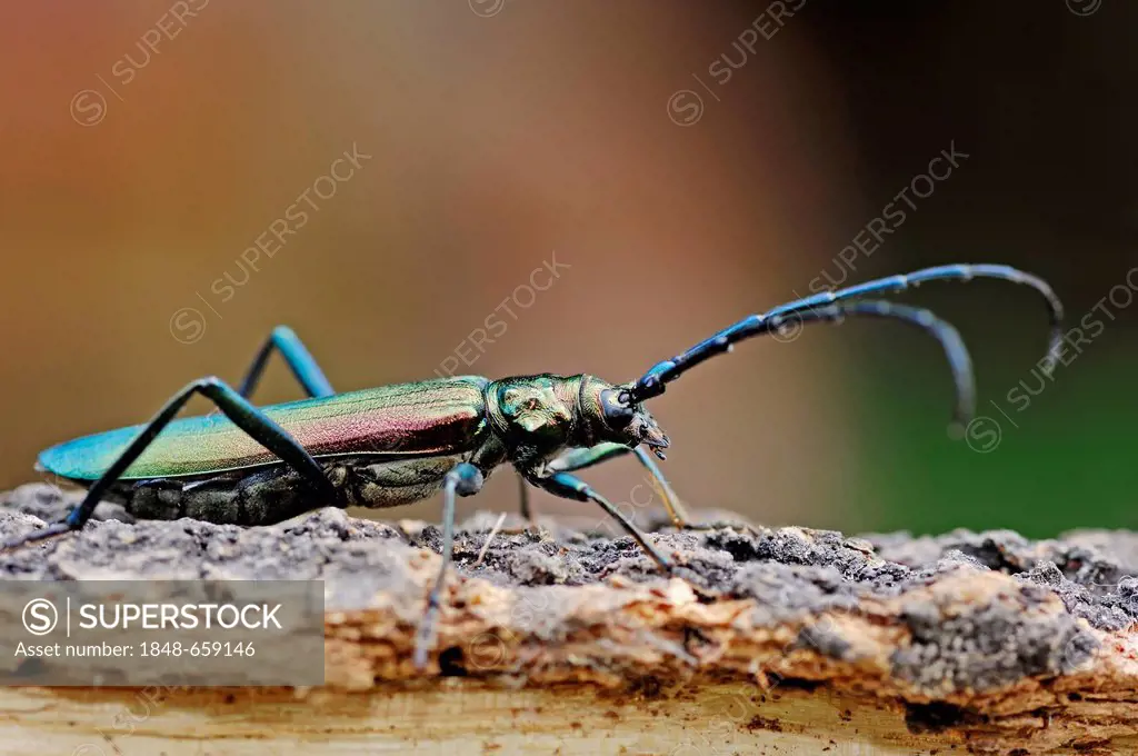 Musk Beetle (Aromia moschata), female, North Rhine-Westphalia, Germany, Europe