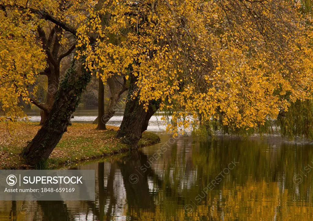 Trees with autumn leaves on the river, Laxenburg, Lower Austria, Austria, Europe