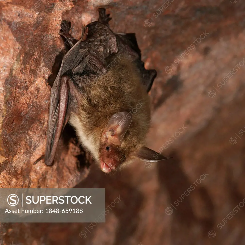 Bechstein's Bat (Myotis bechsteinii)