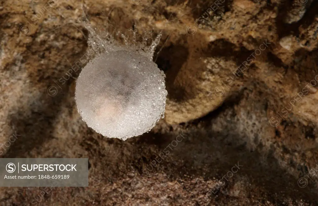 Egg sacs of the European Cave Spider (Meta Menardi)