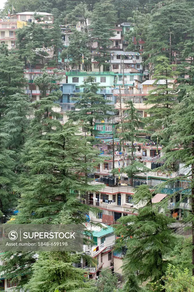 Houses and trees, cedar trees, Upper Dharamsala, McLeod Ganj, Himachal Pradesh, Himalayas, India, South Asia, Asia