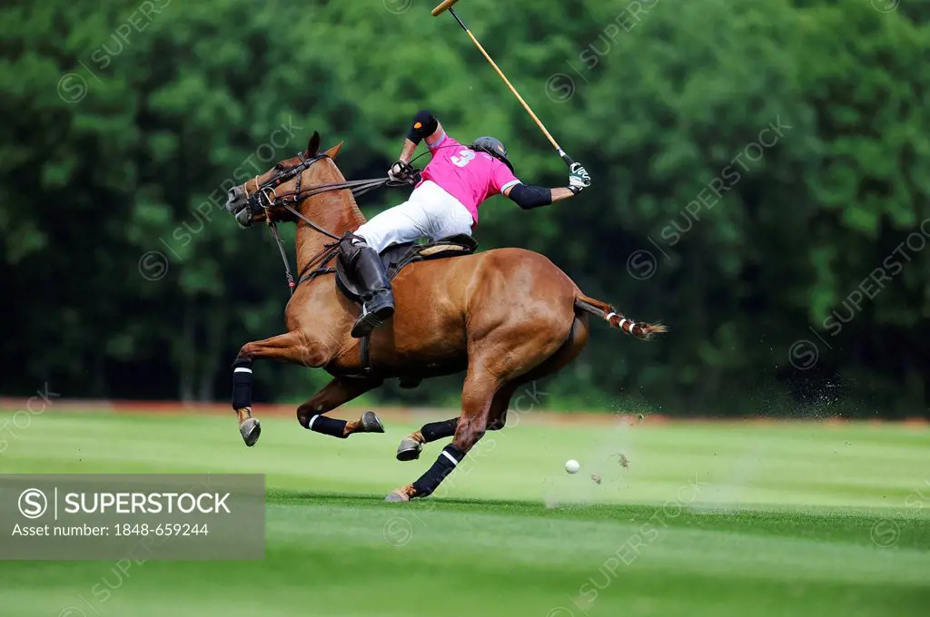 A polo player is hitting the ball