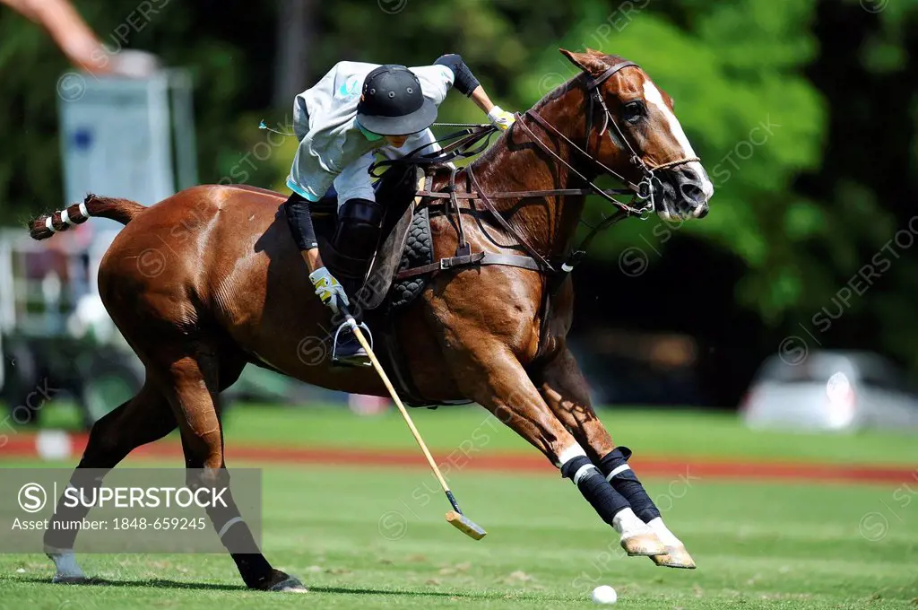 A polo player is bending dow to the ball to hit it