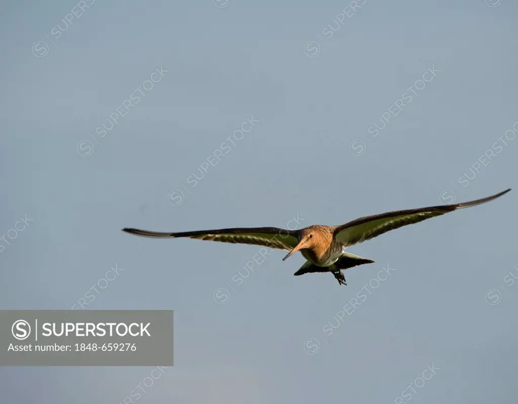 Black-tailed Godwit (Limosa limosa), Texel, The Netherlands, Europe
