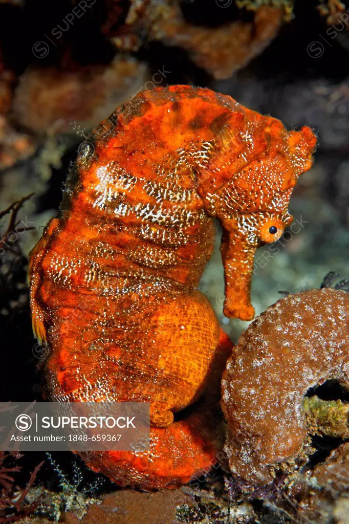 Pacific seahorse (Hippocampus ingens) and a small sponge, Ponta de Sao Vicente, Isabella Island, Albemarle, Galapagos Islands, a UNESCO World Natural ...