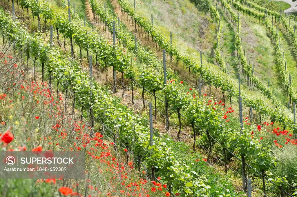Organic vineyard near Ihringen, Kaiserstuhl mountain range, Baden-Wuerttemberg, Germany, Europe