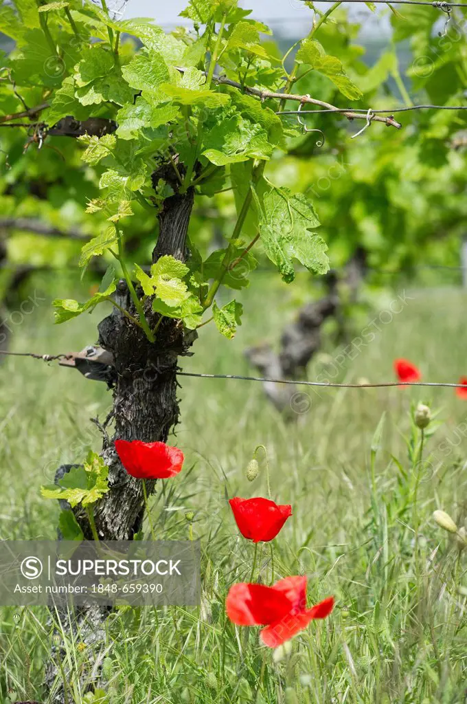 Organic vineyard near Ihringen, Kaiserstuhl mountain range, Baden-Wuerttemberg, Germany, Europe
