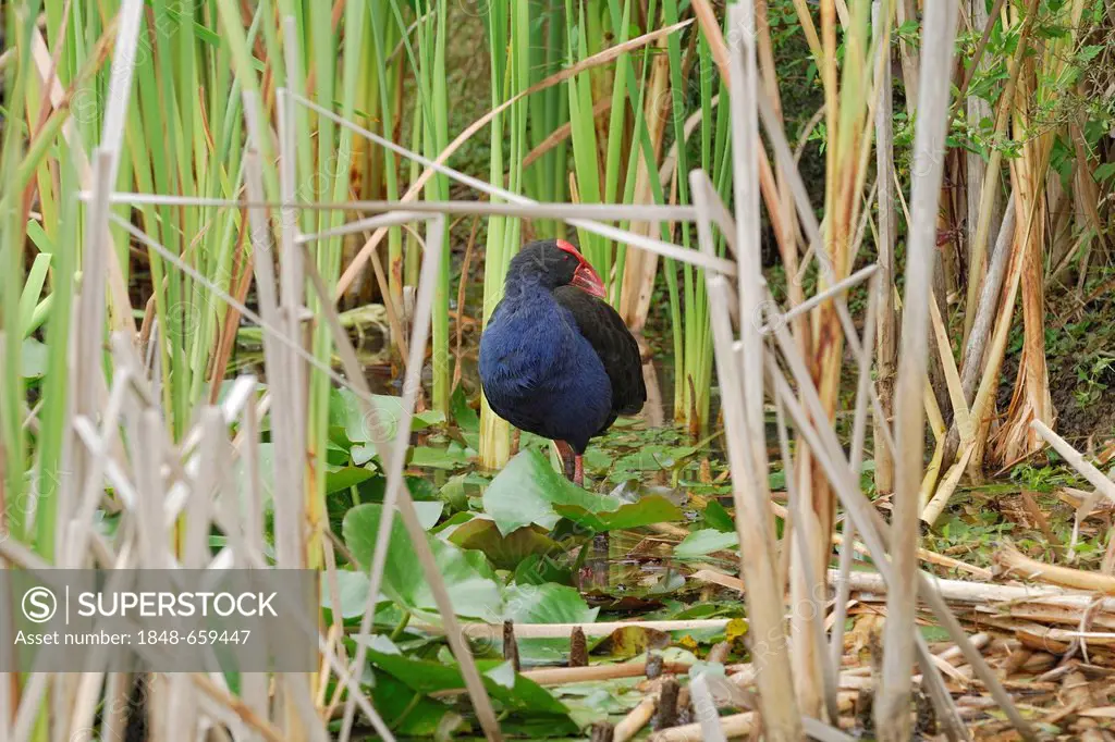 Purple Swamphen or Purple Coot (Porphyrio Porphyrio) in the reeds, Hamilton Lake, Hamilton, North Island, New Zealand