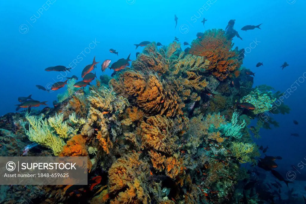 Reef, densely covered with black corals (Antipathes dichotoma), shoal of Pacific creolefish (Paranthias colonus), Ponta de Sao Vicente, Isabella Islan...