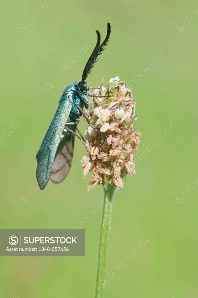 Green Forester (Adscita statices), Luttum, Lower Saxony, Germany, Europe