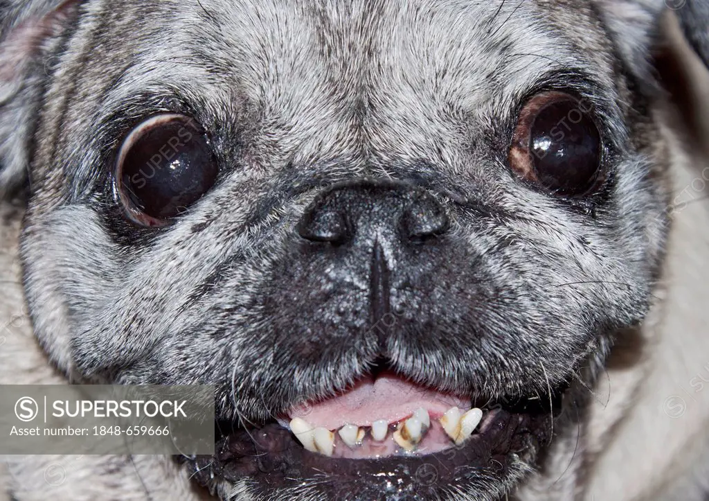 Ageing pug, tartar, crooked teeth, grey-haired, portrait