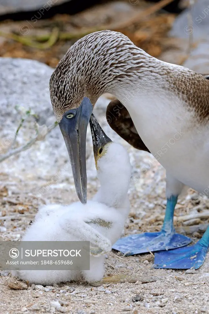 Blue-footed Booby (Sula nebouxii), with chick in nest, Lobos Island, Galapagos Islands, UNESCO World Heritage Site, Ecuador, South America