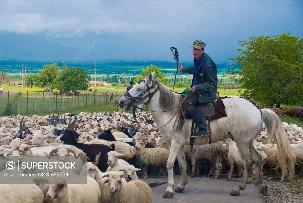 Shepherd on horseback with flock of sheep in Kakheti, Georgia, Caucasus, Middle East