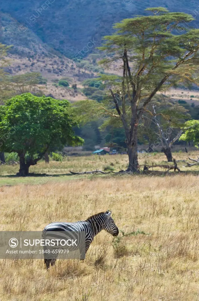 Zebra (Equus burchelli) in front of a picnic camp, Ngorongoro Crater, Ngorongoro Conservation Area, UNESCO World Heritage Site, Tanzania, Africa