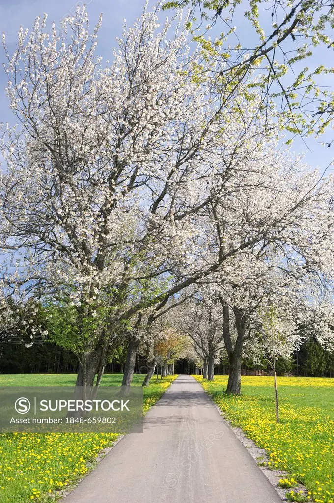 Cherry tree avenue near Guetenbach, Black Forest, Baden-Wuerttemberg, Germany, Europe
