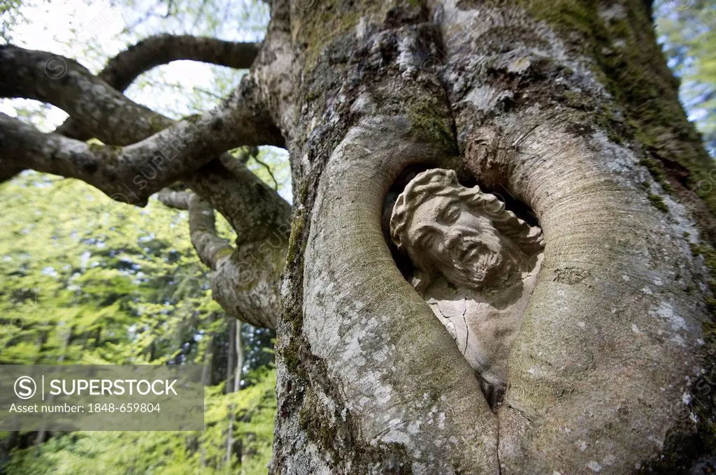 Balzer Herrgott, stone statue of Jesus Christ grown into a beech tree near Guetenbach, Black Forest, Baden-Wuerttemberg, Germany, Europe