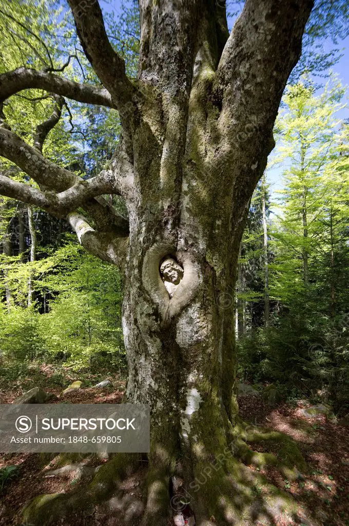 Balzer Herrgott, stone statue of Jesus Christ grown into a beech tree near Guetenbach, Black Forest, Baden-Wuerttemberg, Germany, Europe