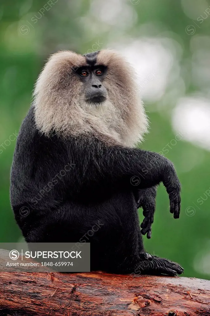 Lion-tailed macaque or wanderoo (Macaca silenus), male, from India, Asia, captive, Germany, Europe