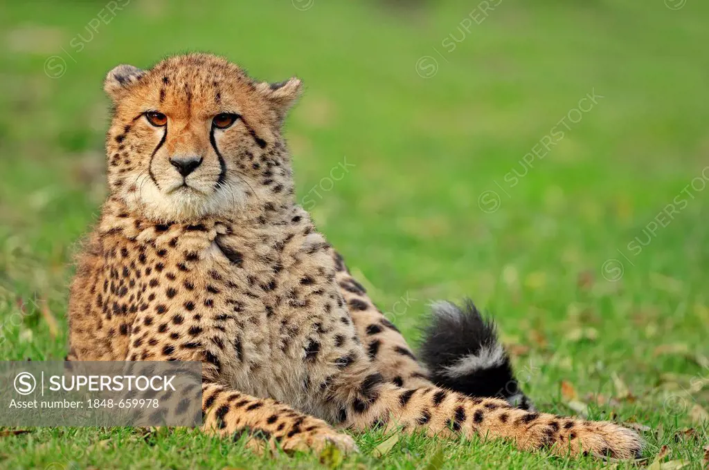 Cheetah (Acinonyx jubatus), pair, occurrence in Africa, captive, Germany, Europe