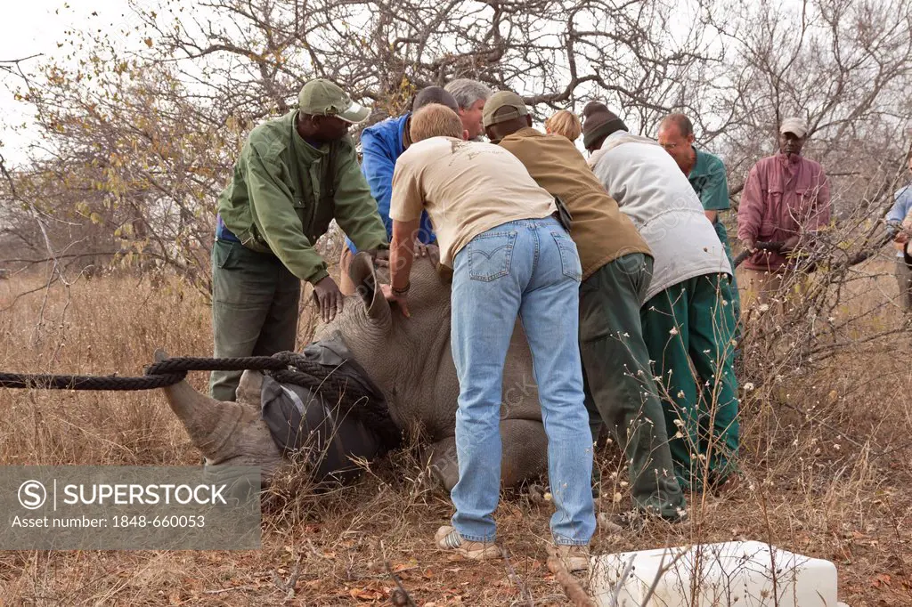 Young Rhinoceros (Ceratotherium simum) being captured, Tshukudu Game Lodge, Hoedspruit, Greater Kruger National Park, Limpopo Province, South Africa, ...