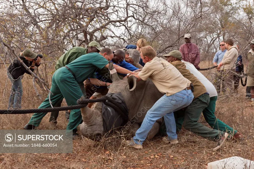 Young Rhinoceros (Ceratotherium simum) being captured, Tshukudu Game Lodge, Hoedspruit, Greater Kruger National Park, Limpopo Province, South Africa, ...