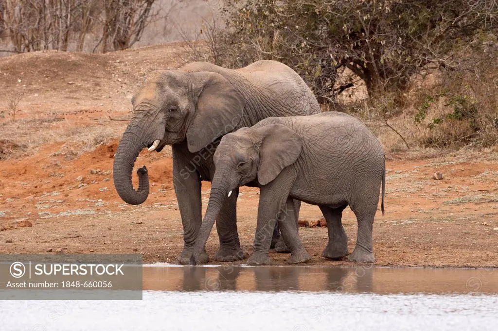 African Bush Elephant (Loxodonta africana) and calf drinking, Tshukudu Game Lodge, Hoedspruit, Greater Kruger National Park, Limpopo Province, South A...