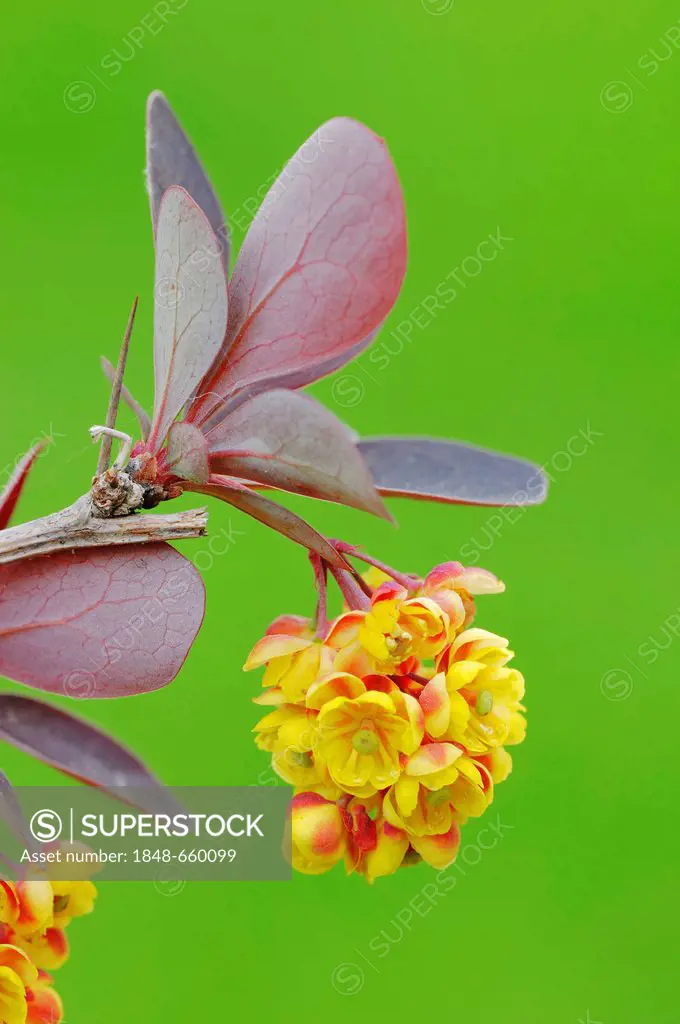 Japanese Barberry or Thunberg's Barberry (Berberis thunbergii), flowering branch, native to Japan and China, garden plant, ornamental trees and shrubs