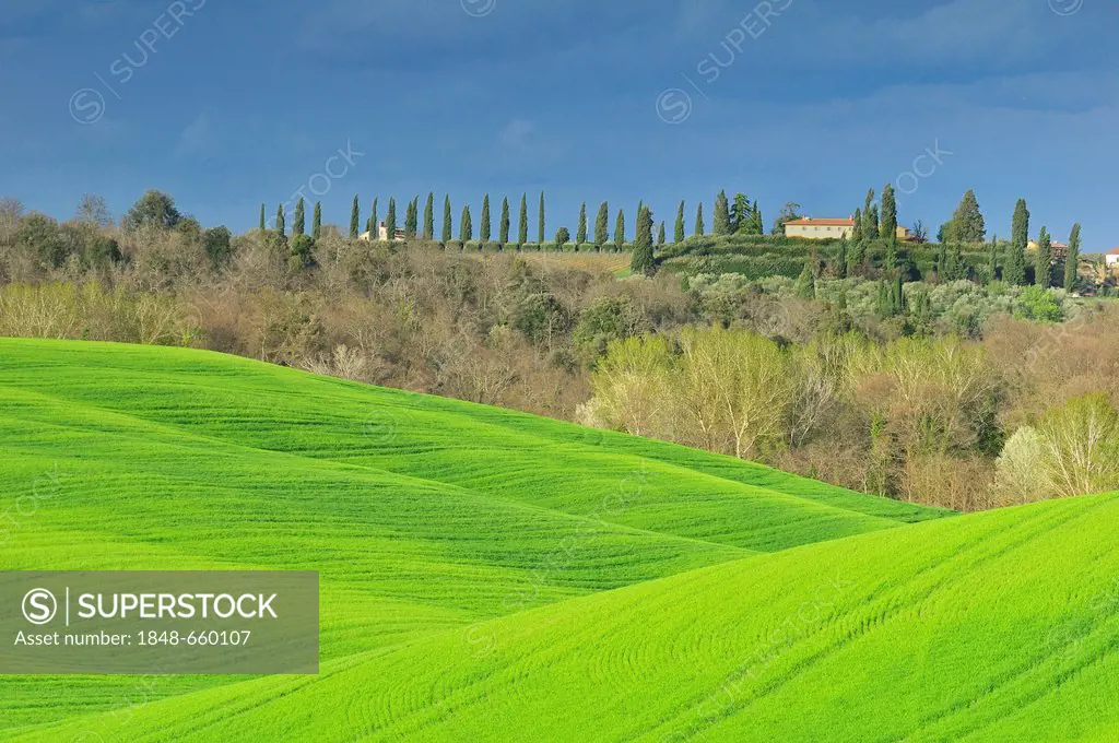 Fields and cypress trees, Crete Senesi area, Tuscany, Italy, Europe