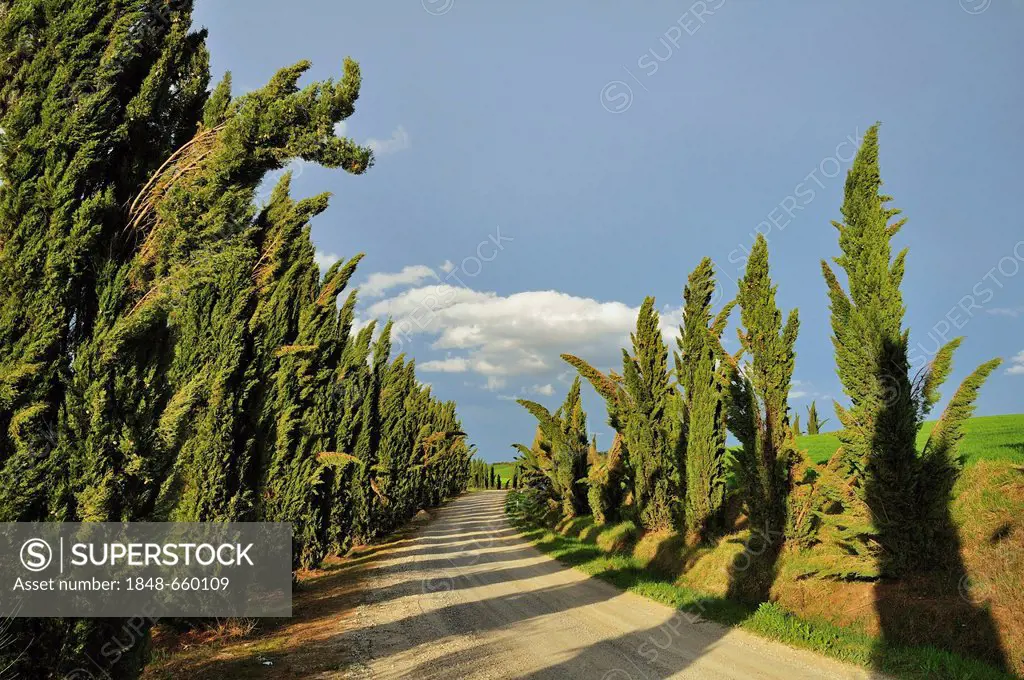Path lined with cypress trees, Crete Senesi area, Tuscany, Italy, Europe