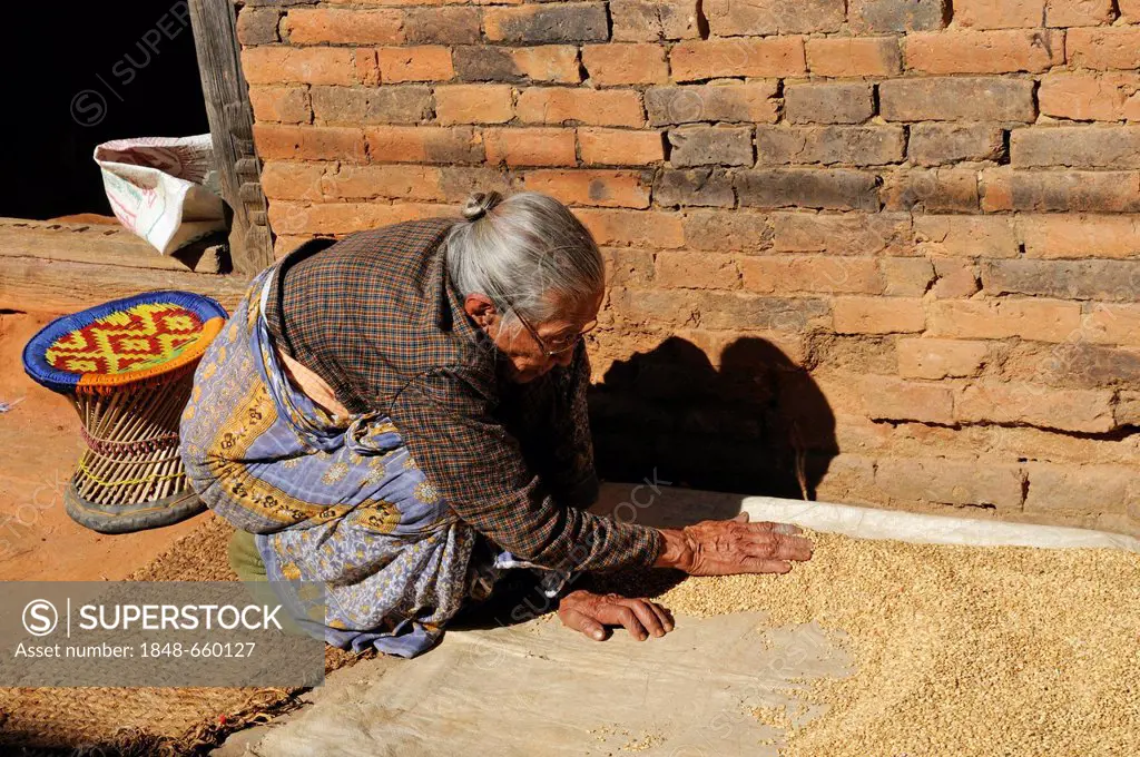 Old woman separating the wheat from the chaff, Changu Narayan, Kathmandu Valley, Nepal, Asia